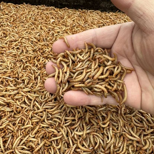 抚州黄粉虫