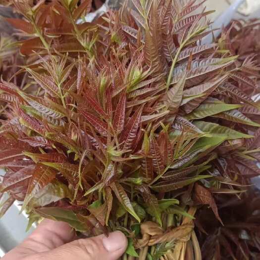 蒙阴县沂蒙山头茬香椿芽