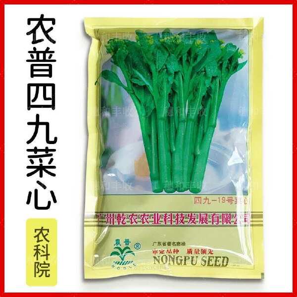 农普黄叶四九菜心种子白梗19号甜菜心种籽耐热耐雨水蔬菜种