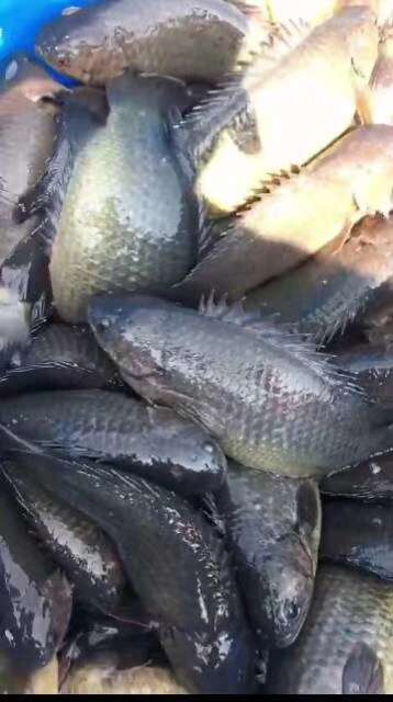 过山卿攀鲈三毛鱼双飞鱼海南婆婆双鳗鱼苗