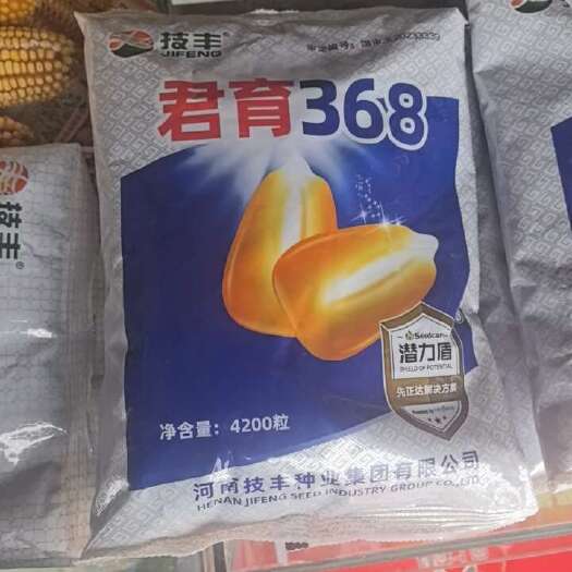 杞县君育368玉米种，抗锈抗青枯，抗倒伏耐高温，超大穗品质优