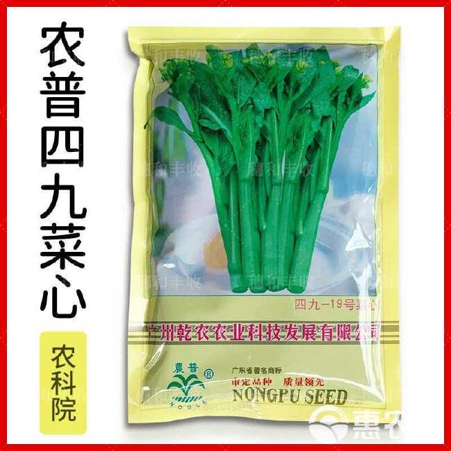 农普黄叶四九菜心种子白梗19号甜菜心种籽耐热耐雨水蔬菜种