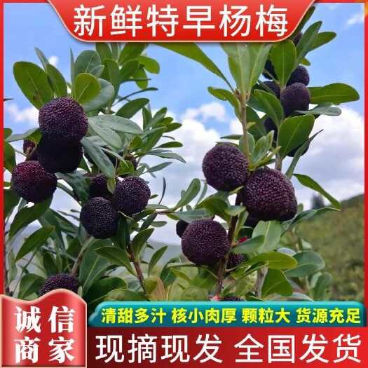 石屏县云南石屏杨梅 各种规格，对接全国市场 工厂货 一天50吨起