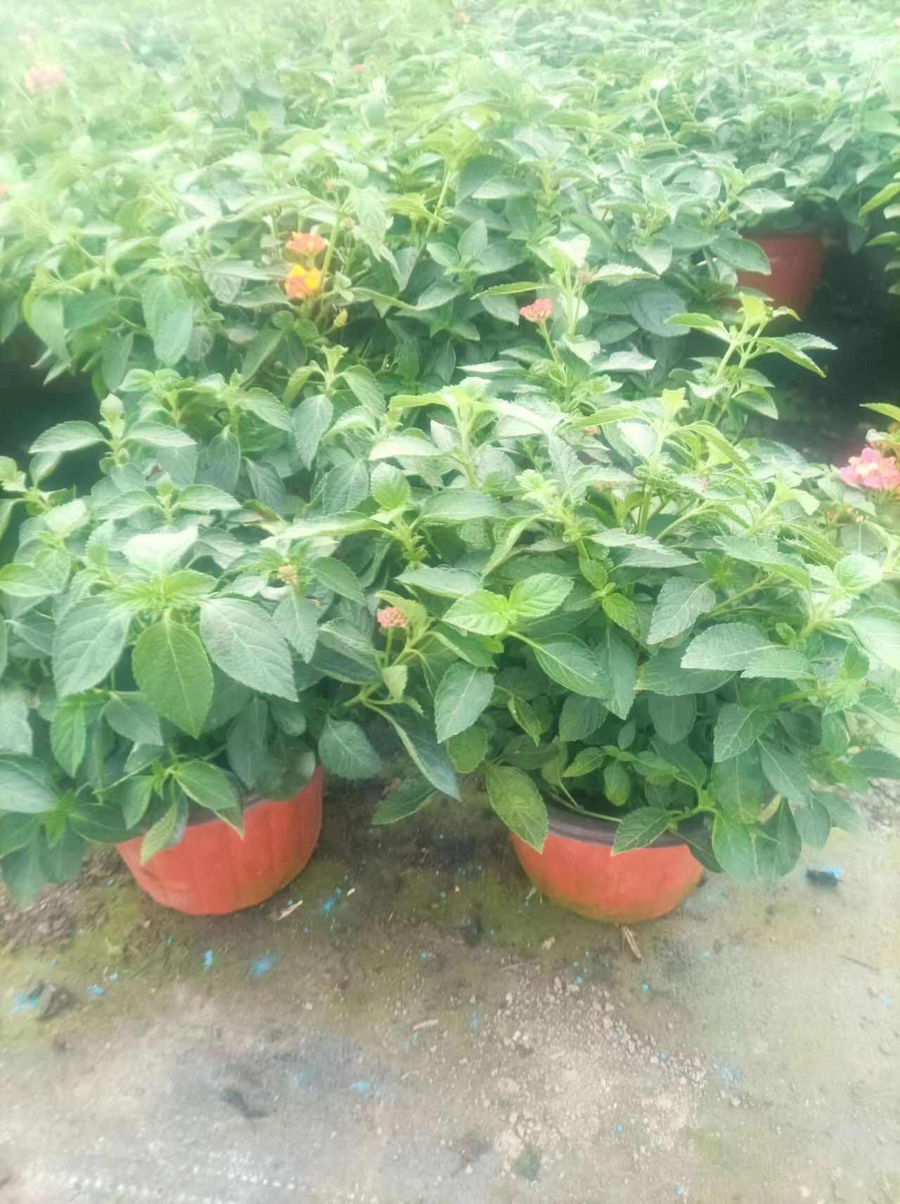 驱蚊草蓝雾草朝雾草