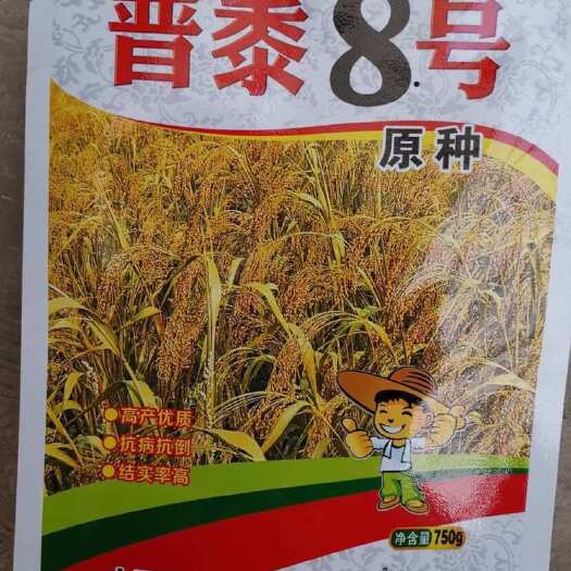 山西省农科院培育而成：晋黍8号。种植的黍子是大颗粒，圆润饱满