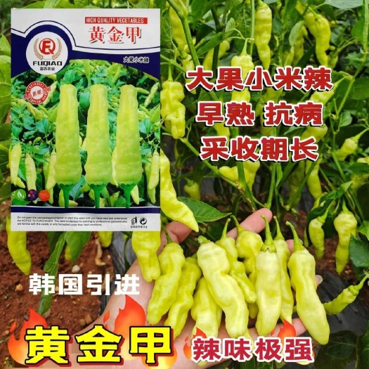 沭阳县蔬菜瓜果种子辣椒种种子朝天椒大果小米椒种籽四季种农家泡椒种