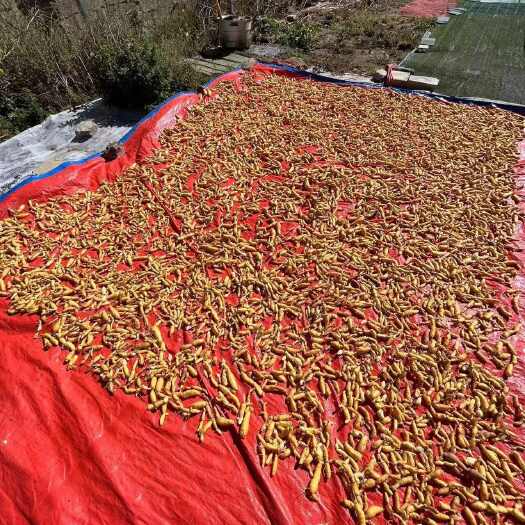 亳州西藏黄精鲜货大货批发供应鲜货黄精大量供应高海拔高含量