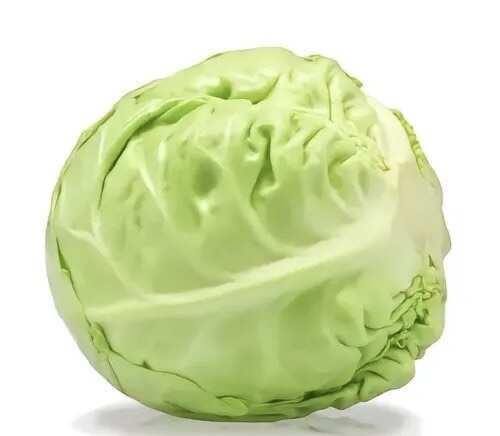  包菜