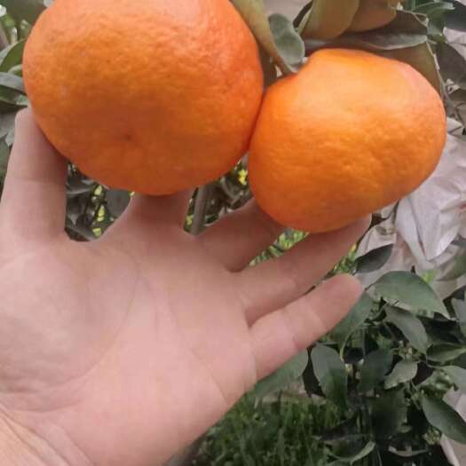仁寿县明日见