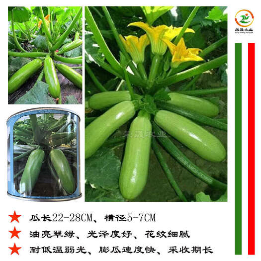 寿光市绿油亮翠绿西葫芦种子耐低温耐弱光早熟抗病绿皮角瓜茭瓜种籽