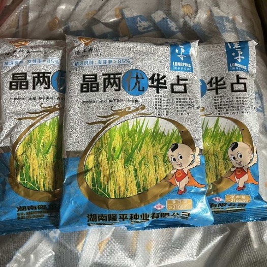 凯里市晶两优华占隆平杂交稻水稻种子高产杂交水稻种子香米水稻种稻谷种