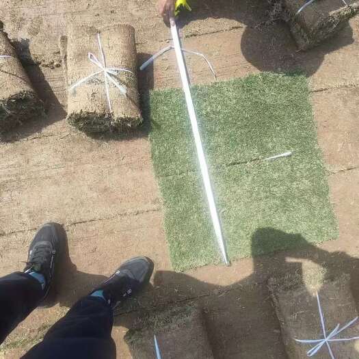 武汉马尼拉草皮