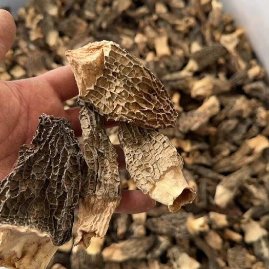 成都中期羊肚菌适合家用煲汤，景区，整件批发性价比高