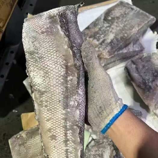 上海水鳕  鳕鱼