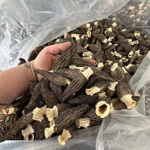 成都羊肚菌干货批发蘑菇散装500g足干菌汤包用剪柄新鲜羊肚菌