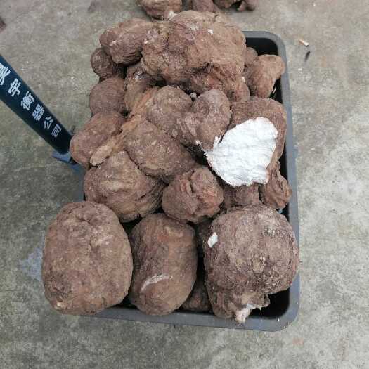 靖州县中药材白茯苓鲜货