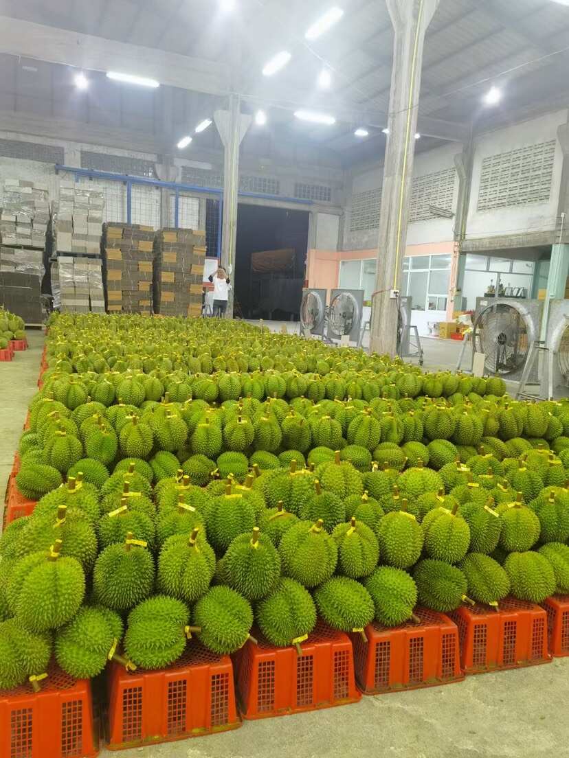 榴莲批发，泰国榴莲，工厂定制，大宗批发