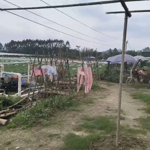 菜地 空地