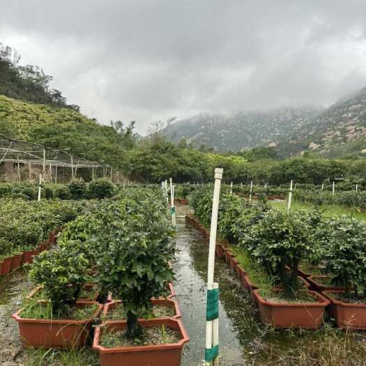 台山市黑骨茶小叶紫檀树苗盆景室内常绿植物名贵花卉盆栽四季好养盆景