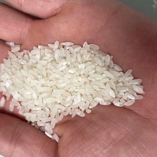 宾阳县广西珍桂矮 肠粉米。米粉米，湿粉米出粉率高