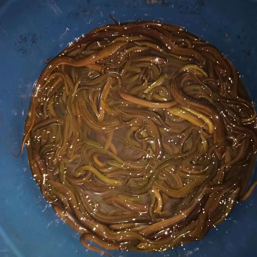 重庆市梁平土黄鳝  大量出售