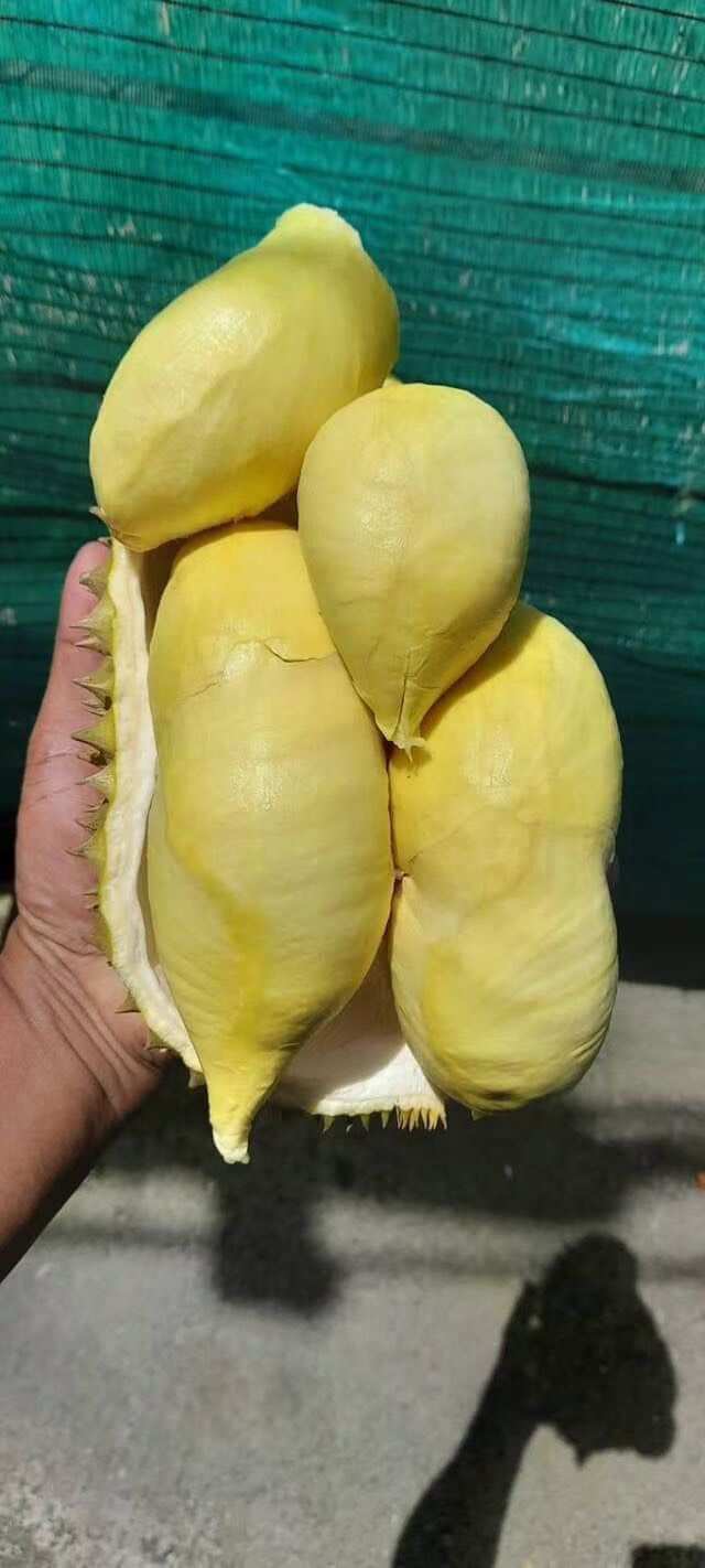 榴莲批发，泰国榴莲，工厂定制，大宗批发
