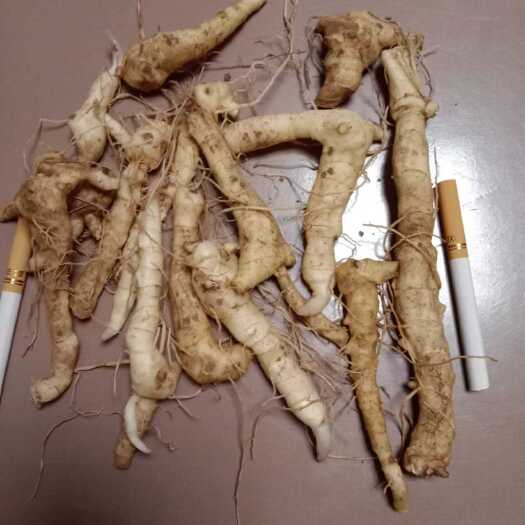 建昌县黄精
