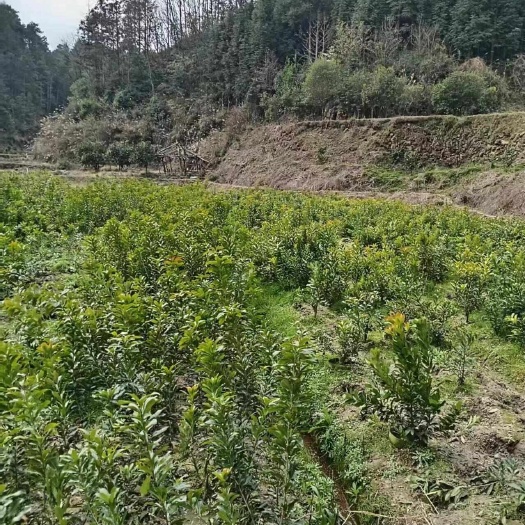 靖州县杨梅30公分以下小苗