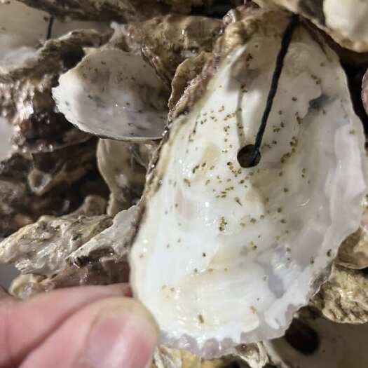 精品三倍体苗、二倍体苗各种规格都有！