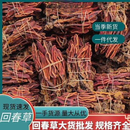 回春草 批发新货回春草 产地货源云南回春草 规格齐全量大价优