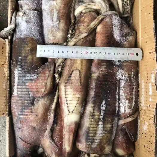 吴川市南海黑鱿，陆冻黑鱿，鱿鱼仔原料铁板鱿鱼原料一斤以上