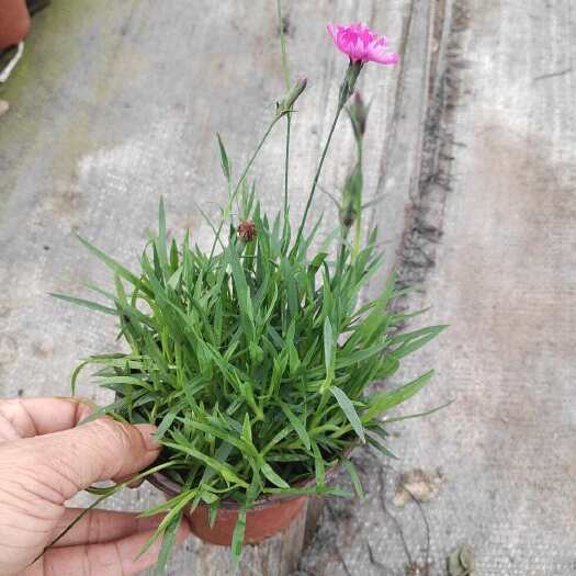 嘉善县欧石竹草坪绿化工程花园