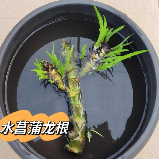 唐河县深山现挖附石龙根石菖蒲绿植物盆景养鱼龟室内外景观庭院原生