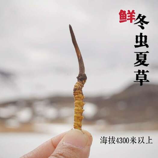 西宁2025新鲜冬虫夏草，带溯源青海雪山鲜虫草 顺丰空运包邮