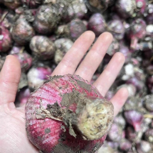 昆明云南紫皮大蒜，承接一件代发。各类平台市场