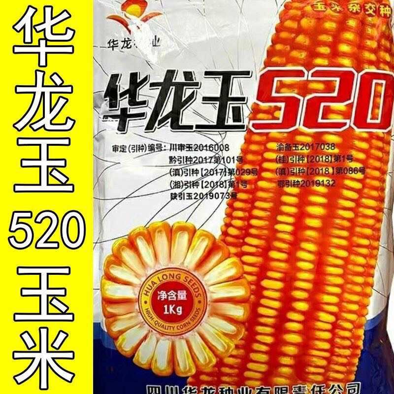 华龙玉520玉米种子川审玉杂交种马齿型玉米种云贵川春播包谷种