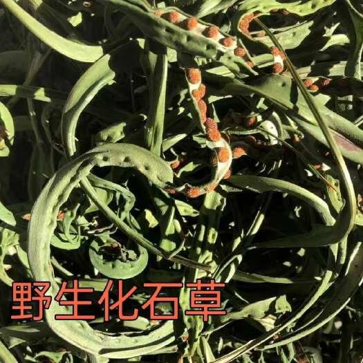 长沙长白山化石肾精茶多包子新鲜肾精草茶擎天柱石茶黄金草产