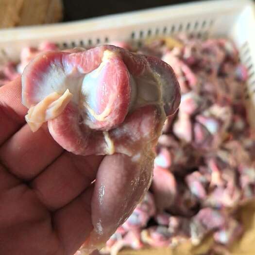 范县817大鸡胗 胃胗 单冻 板冻