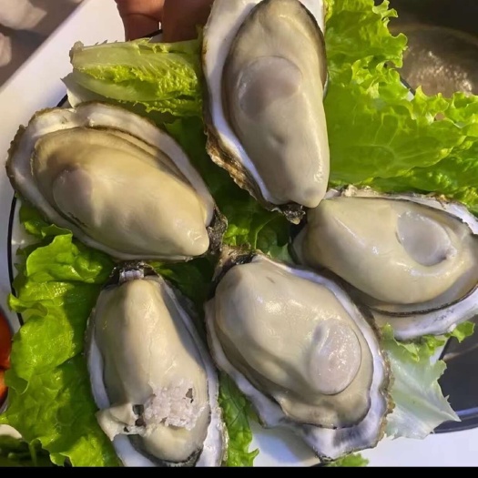 精品三倍体薄壳台山湛江福建烧烤清蒸地毯专用
