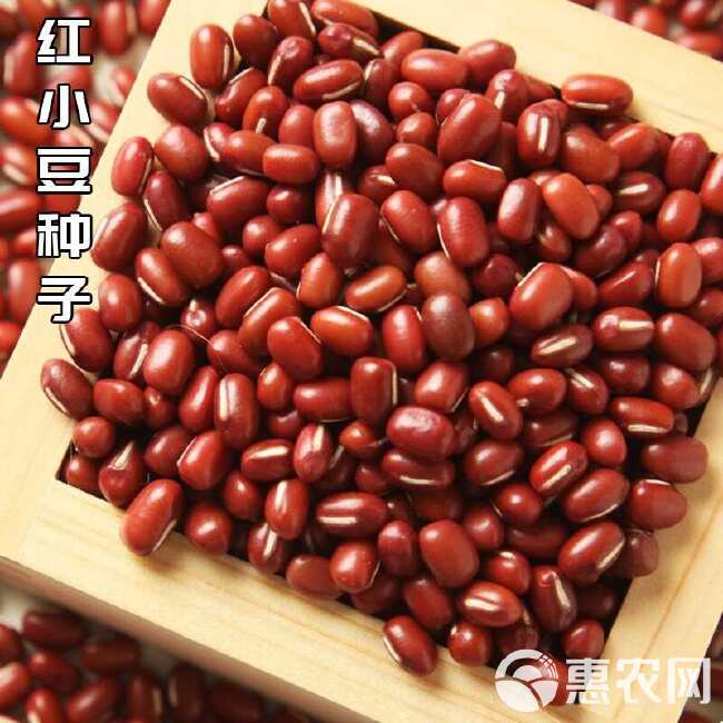 红小豆种子红小豆种子五谷杂粮粥饭用小红豆菜种子