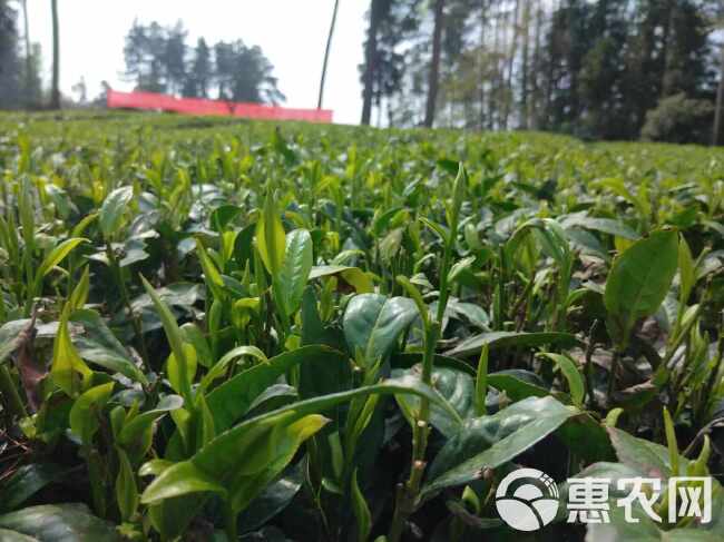 维丰泰（茶叶专用）先锋蛋白肽含氨基酸水溶肥料茶叶专用膨大素剂