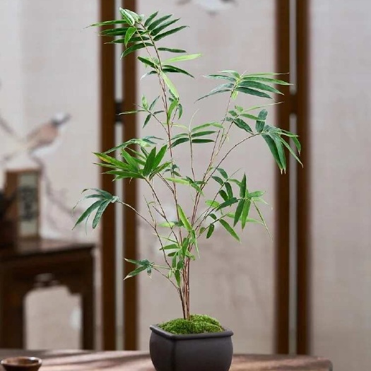 南靖县红观音竹竹子绿植