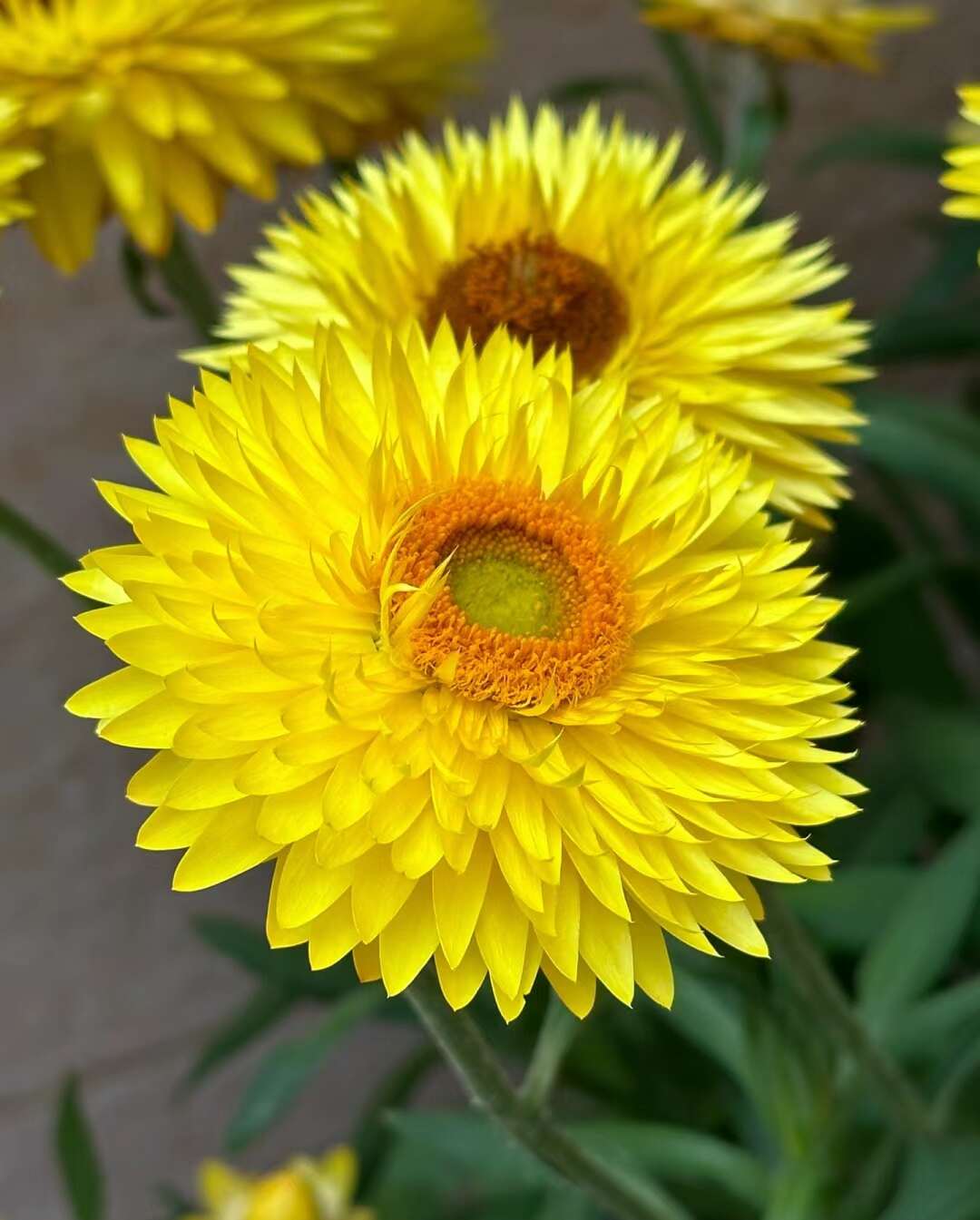 麦秆菊种子易活春季播种菊花种子蜡菊种籽阳台盆栽观赏花卉种籽子