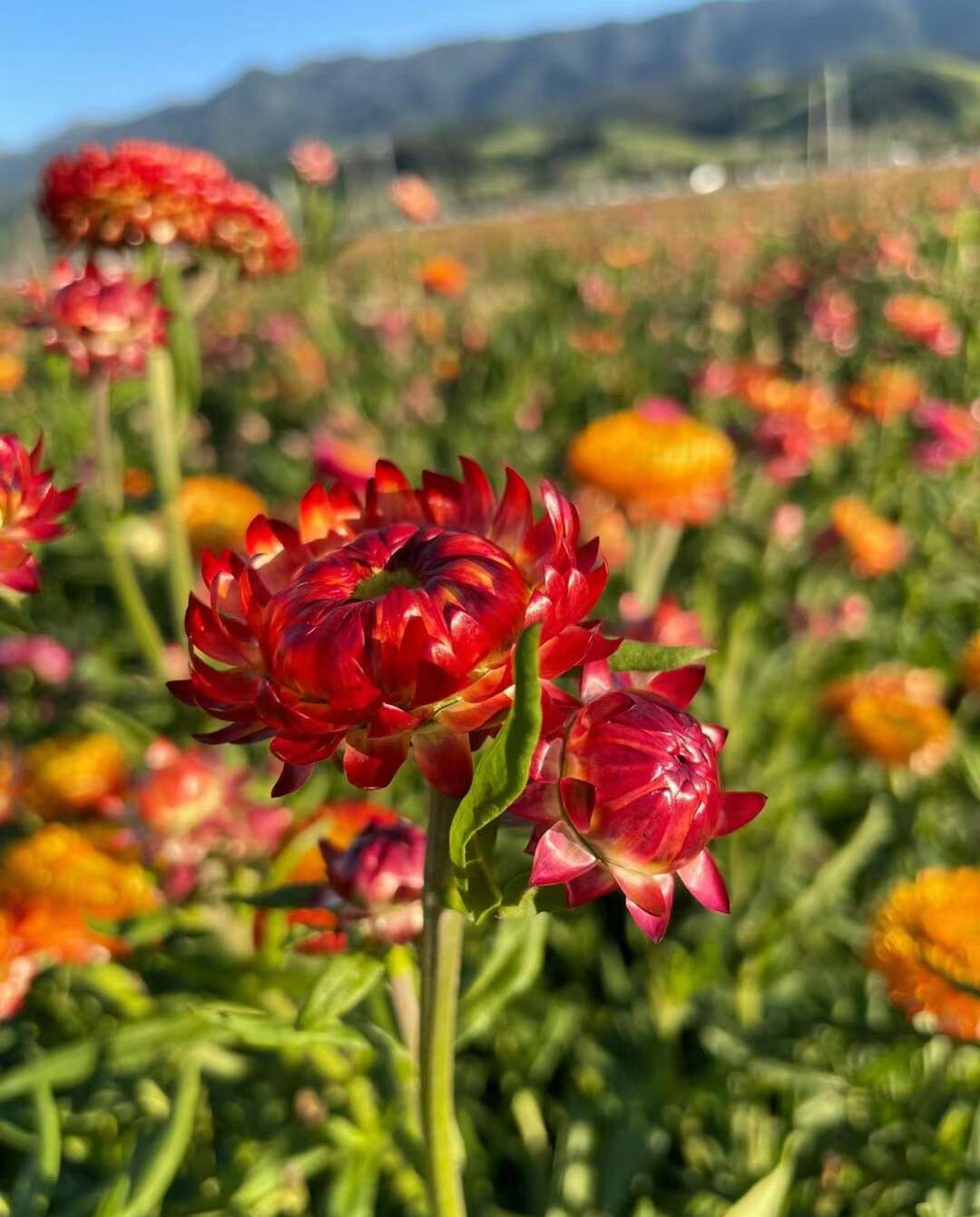 麦秆菊种子易活春季播种菊花种子蜡菊种籽阳台盆栽观赏花卉种籽子