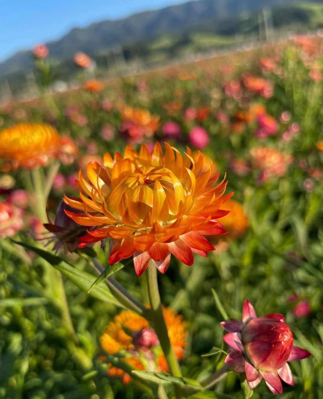 麦秆菊种子易活春季播种菊花种子蜡菊种籽阳台盆栽观赏花卉种籽子