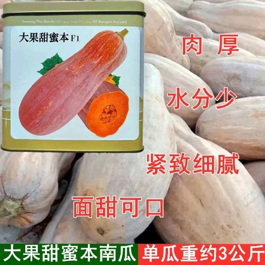 沭阳县神禾大果甜蜜本南瓜种子早熟高产抗病甜面香糯庭院春秋播蔬菜种籽