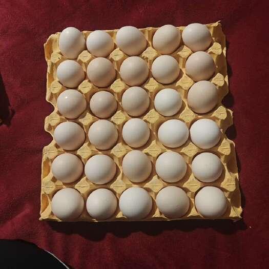夏邑县农金一号，