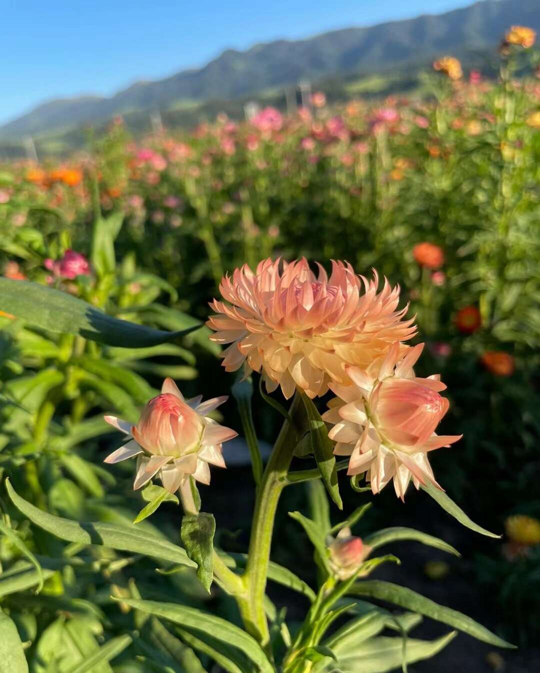 麦秆菊种子易活春季播种菊花种子蜡菊种籽阳台盆栽观赏花卉种籽子