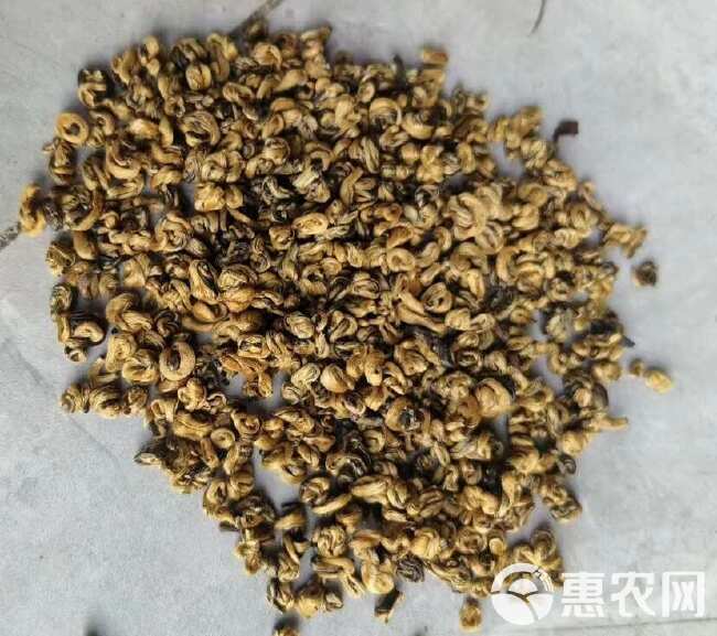 云南凤庆特辑滇红金螺蜜香型全黄芽高品质一手茶全国发货量大优惠