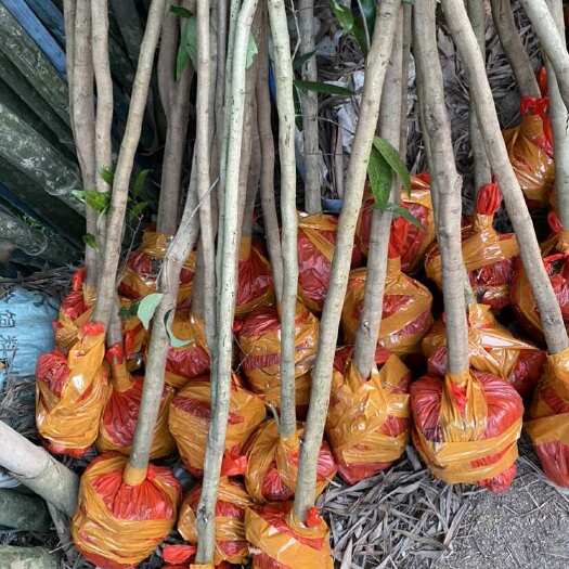 灵山县荔枝直生苗3公分